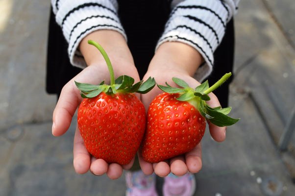 山田みつばち農園にてミツバチが受粉した3種類のイチゴを30分食べ放題～2024年１月５日(金)のイチゴの日から「イチゴ狩り」開始～