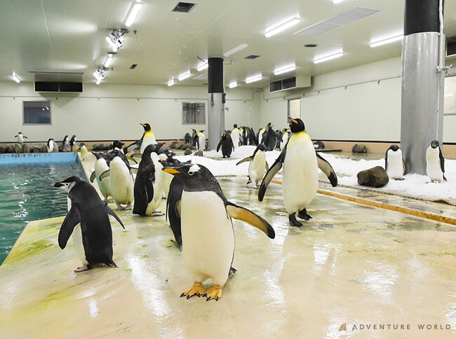 “ペンギン繁殖プロジェクト”の新たな拠点！ペンギン王国を繫殖研究施設「ペンギンベース」としてリニューアル