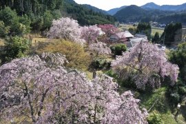 「花宝苑」の桜群生(2023年)