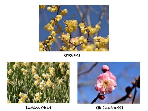 毎年好評の「ロウバイ」の花が見ごろです!