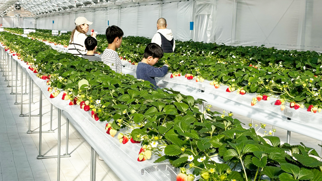岡山県西粟倉村のBASE101%で今シーズンのいちご狩り(40分間食べ放題)が始まりました