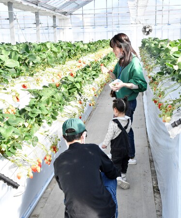 【埼玉県越谷市】市内でいちご狩りができます!
