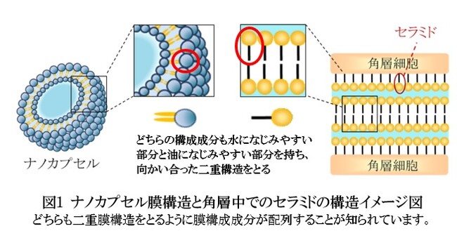 ヒト型セラミドを組み込んだ保湿持続性ナノカプセル（1）「セラミドニオソーム」（セラミド微粒子）を開発