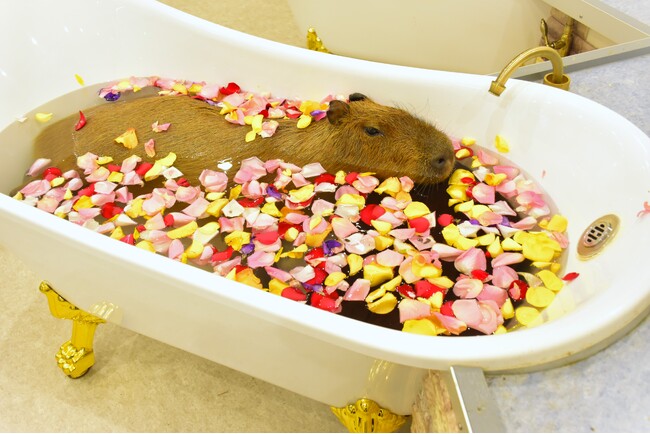 「アニタッチPARK イオンモール太田」2024年4月19日（金）オープン予定