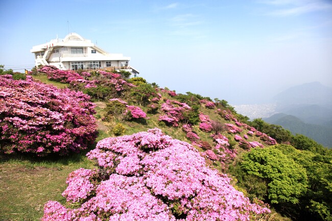 東京九州フェリーで行く！春の自然美・天然記念物ミヤマキリシマ鑑賞と大分ぶらり旅【横須賀発】団体ツアー発売開始！