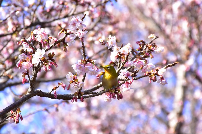 ニューヨークランプミュージアム&フラワーガーデンで寒桜が見頃に！