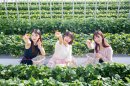 ICHIGO HOUSE. HITACHINAKA ハウス内部 ICHIGO HOUSE. HITACHINAKA ハウス内部