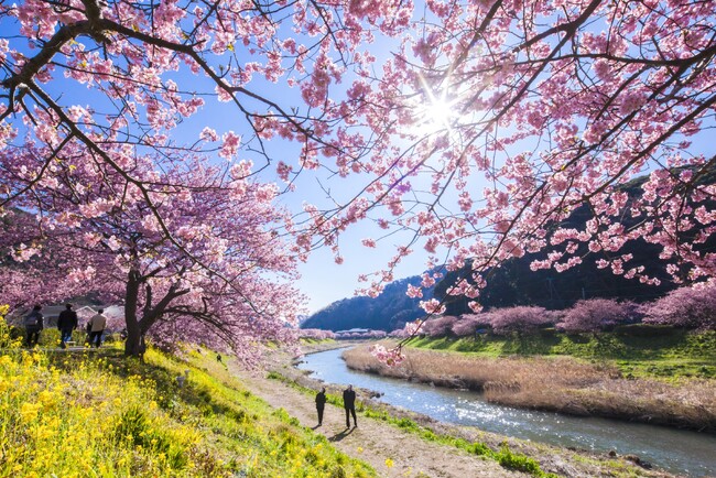 約８００本の河津桜が咲き誇る「みなみの桜と菜の花まつり」　伊豆半島最南端の南伊豆町で２月１日(木)より開催　休暇村南伊豆では、まつり会場までお送りする桜バス・夜桜バスを実施