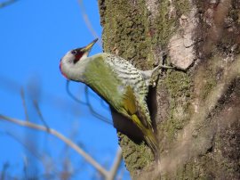 鳴き声に特徴があるアオゲラ