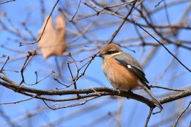 ほかの鳥の鳴き真似が上手なモズ ほかの鳥の鳴き真似が上手なモズ