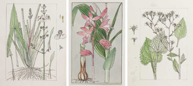 【大阪市立自然史博物館】第54回特別展「自然史のイラストレーション ～描いて伝える・描いて楽しむ～」＜主な展示・関連行事のご紹介＞