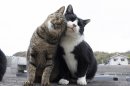 猫写真