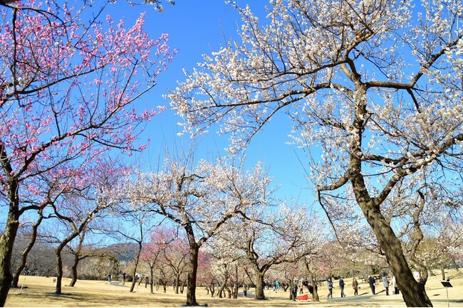 関東最多級！渓流の梅園・約300品種500本の見頃にあわせ、2024年3月3日（日）まで「梅まつり」開催（小田原フラワーガーデン）