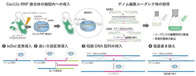 微細藻類ユーグレナのゲノム編集技術を拡張