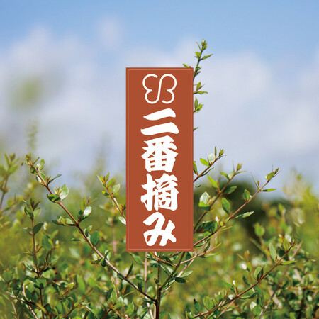2023年秋冬にかけて収穫されたフレッシュな”二番摘みヘナ”の先行予約を2月4日(日)にスタート！同日11時に記念インスタライブの配信も