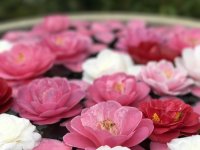 通常非公開の尼門跡寺院　京都・霊鑑寺　～椿が咲き誇る庭園や書院を特別公開～