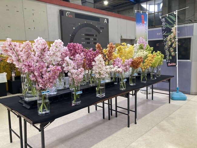 日本一の花市場 大田市場に徳島県産シンビジウムを展示しています!