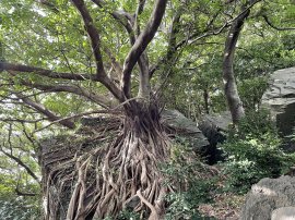 つばきの森「西平椿公園」アコウの巨木