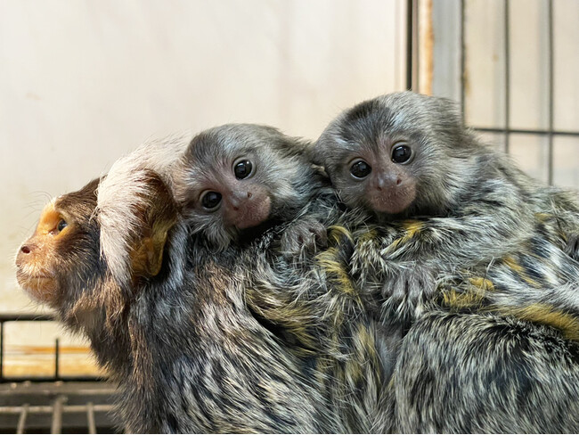 屋内型ふれあい動物園「アニタッチ ららぽーと名古屋みなとアクルス」コモンマーモセットの双子の赤ちゃんが誕生！