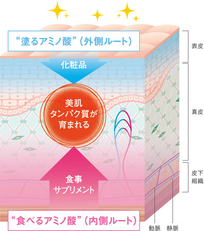 味の素(株)のスキンケアアプローチ アミノ美肌理論(R)で「へこたれない肌」を育む