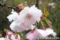 桜を通じて福島・東北等を応援する「さくらプロジェクト」福島で育てた桜「はるか」を徳島県阿南市へ寄贈