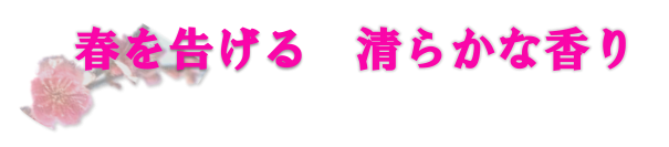 【神代植物公園】“梅まつり”、いよいよ明日（2/14）より開催！