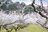 滋賀 寿長生の郷にて梅林一面に咲き誇る城州白を堪能できる「花の宴 梅まつり2024」が2月23日(金・祝)より開催