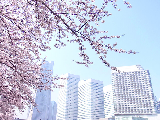 【横浜ベイホテル東急】バルコニー付き客室で、贅沢お花見ステイ！宿泊プラン「さくら日和」