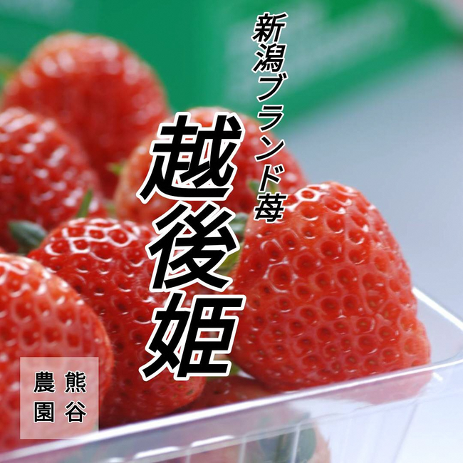 【新潟県三条市 ふるさと納税】新規返礼品として、越後姫(いちご)の取扱いを開始