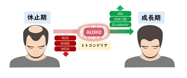 「髪の毛が育つ」薄毛に悩む方必見!毛包「再稼働エンジン」発見