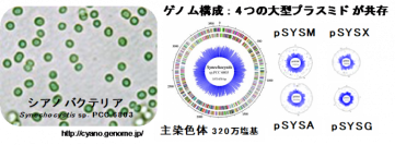 【東京農業大学（共同研究）】光合成微生物シアノバクテリアにおける新奇プラスミド複製因子の発見
