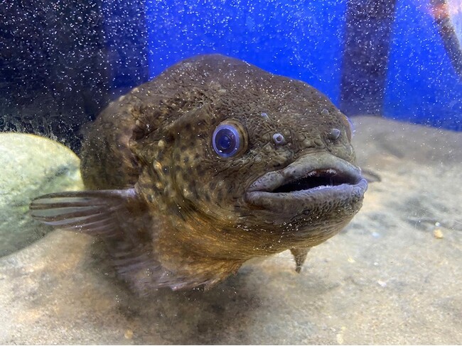 函館の冬の魚「ごっこ」を水槽展示＆プロカメラマン撮影の海中映像上映　函館朝市ミニ水族館　冬の企画展示が始まりました