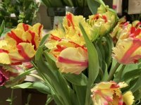 『絆の花プロジェクト』第3弾被災エリア北陸地方産の生花を全国の日比谷花壇店頭で2月26日（月）から販売開始します。
