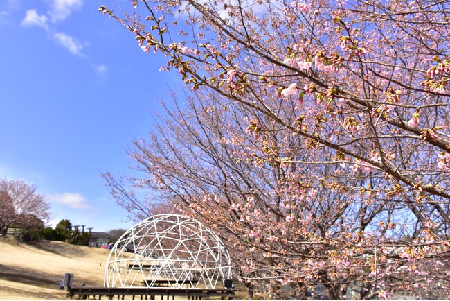 伊豆ぐらんぱる公園の「城ケ崎桜」が開花！見頃は、もうすぐ。