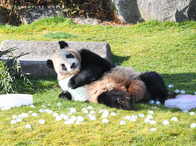 みんなのこころにあかりをつけましょ～♪３歳の「楓浜（ふうひん）」と３月３日にひなまつり！公式YouTube・Instagramでライブ配信