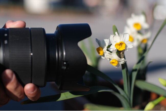 【神奈川県寒川町】町の花「すいせん」のフォトコンテストを開催！