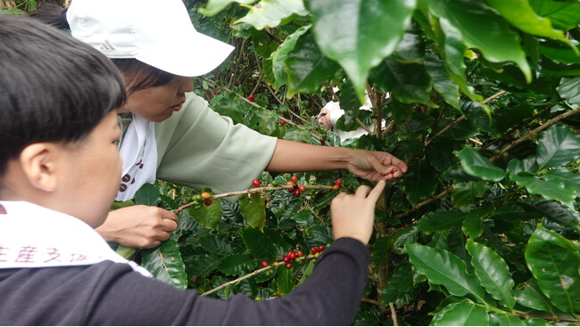 持続可能な国産コーヒーの生産を目指す「徳之島コーヒー生産支援プロジェクト」で「コーヒーチェリー収穫祭」を実施