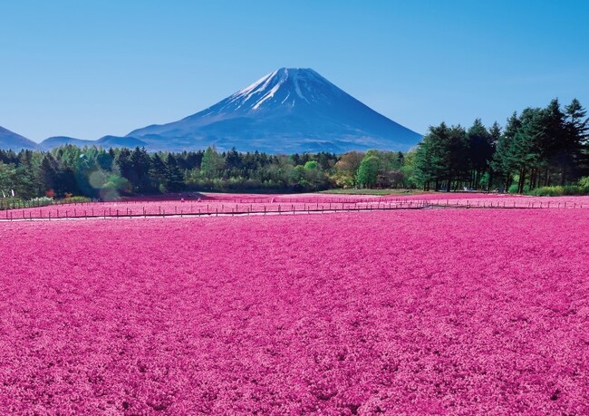【絶景】 富士山麓の春の風物詩「富士芝桜まつり」 4/13(土)開幕