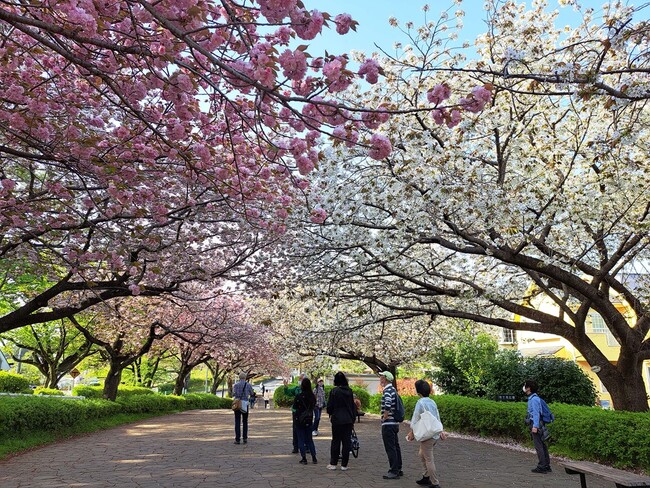 【東京都町田市】桜を守ろう!「まちだのさくら」を未来へ