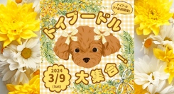 愛犬と泊まれる”ワンちゃんホテル”こと湘南鎌倉クリスタルホテルが、トイプードルとその飼い主を対象とするオフ会を3月9日に開催！