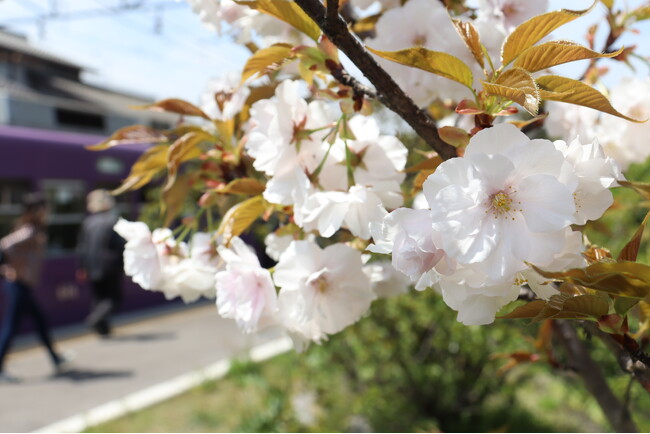 「春の京都と嵐電」写真コンテスト受け付け中 京都新聞と嵐電コラボ