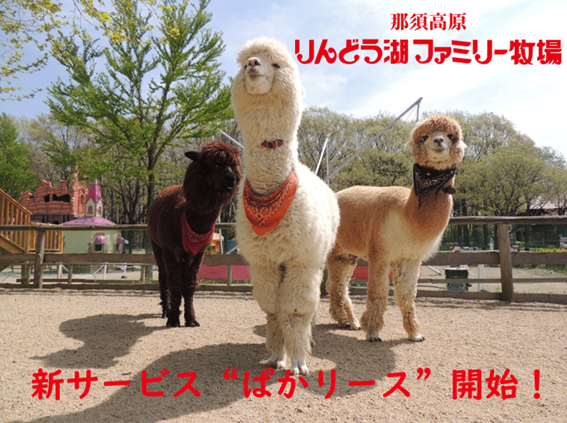 ～あなたの街にもアルパカがやってくる！？～那須高原りんどう湖ファミリー牧場が新サービス「ぱかリース」の提供を開始