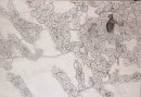 「緋桃」下絵
