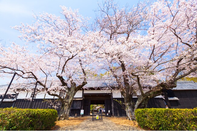 【期間限定】＼春のイベントが大集合！ 旧吉田家住宅歴史公園にて吉田家Sakura Weekを開催／（3/20～4/7）