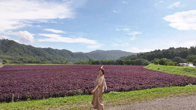 見たことない!巨大な紫のじゅうたん!道東・白糠町と札幌テレビがコラボで動画制作