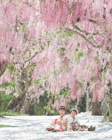 【広島／世羅】せらふじ園『ふじまつり』　約1,000本の藤とルピナスが織りなす藤色の花園　4月27日スタート！