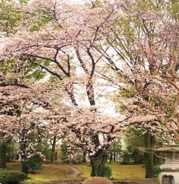 【埼玉県】「知事公館deお花見を!withかっぽフェスタ2024」を開催します!