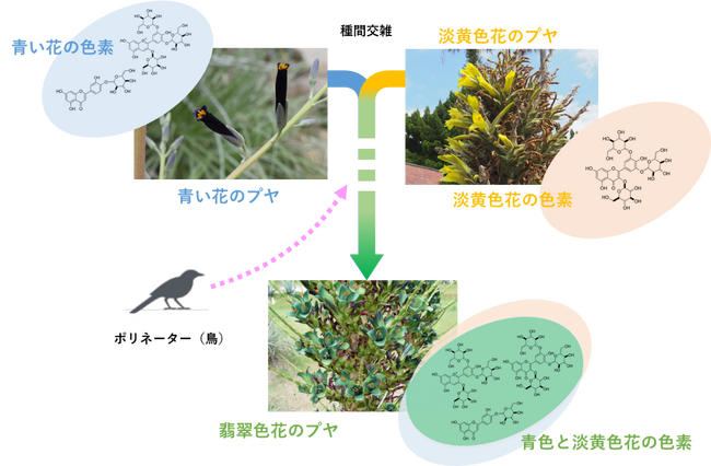 【国立科学博物館】自然界に翡翠色の花がほとんどないのは何故なのか?新たな色素解析法がその謎を解く