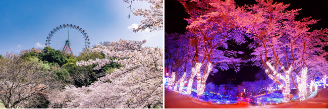 【関東屈指の桜並木】さがみ湖桜まつり 3/16（土）開幕