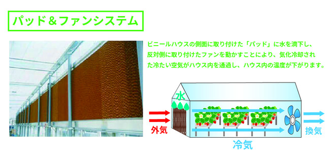 冷却システムのあるいちごハウスで春先でも涼しく・快適にいちご狩り！お客様にもいちごにも快適な空間を作り出す西尾市の統合型環境制御システムハウス